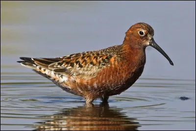 Nicheur dans l'Arctique, cet oiseau sociable perd ses belles couleurs en hiver lors de son arrivée en Afrique. Son nom est...