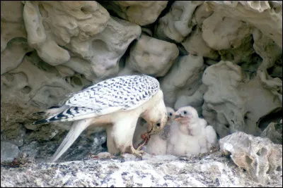 Cet oiseau est le plus grand représentant européen de sa famille. Il se nomme...