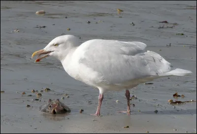 Malgré une consonance belge dans son nom, cet oiseau est rare en Europe occidentale, où les oiseaux observés sont le plus souvent de jeunes hivernants. Quelle est cette espèce ?