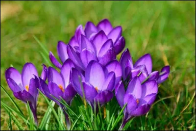 Quel est le nom de cette fleur ?