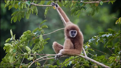 La race de singe que nous apercevons ici se nomme Mandrill.