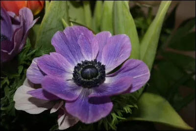 Quelle fleur apercevons-nous ici ?