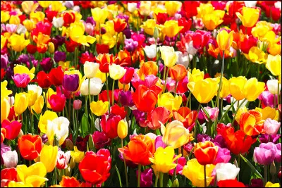 Pour ce Gérard, c'est différent, il adore les fleurs !