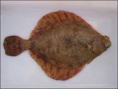 Cet animal est une...