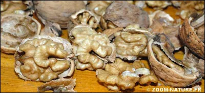 Cloison membraneuse qui divise en quatre l'intérieur d'une noix :