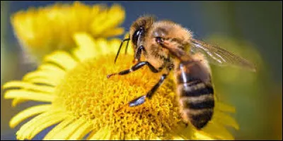 A comme Abeille - Qui a écrit le conte "Abeille" ?