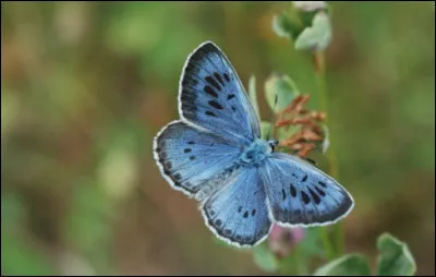 Les chenilles de l'Azur&eacute; du serpolet sont soign&eacute;es par des fourmis.
