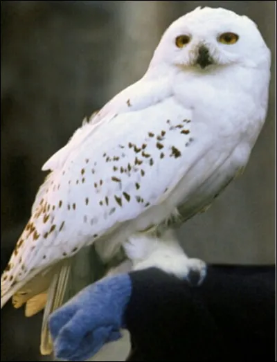 TOP 14 : Hedwige : Dans quel chapitre du tome 7 Hedwige est-elle morte ?