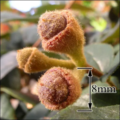 Sur la photo, vous pouvez voir ses fruits.