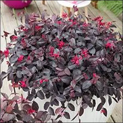 D'où est originaire cette plante ?