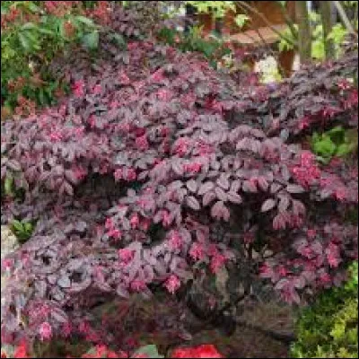 Quand ses fleurs fleurissent ?