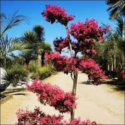 Il faut généralement planter cette plante au printemps ou alors en automne.