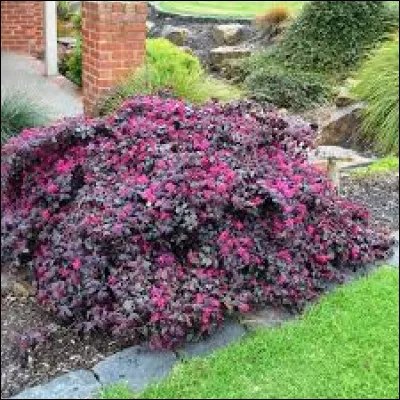 Placer cette plante à l'ombre serait mauvais pour cette dernière.