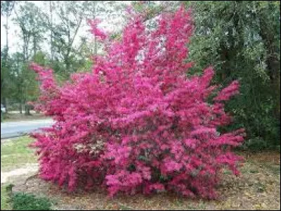 De quelle famille fait-elle partie ?