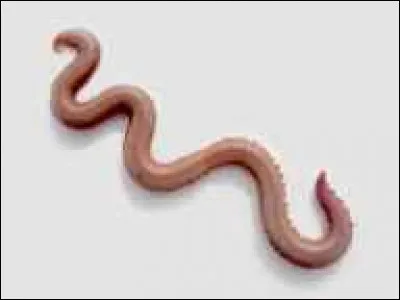 Les vers de terre ont ... curs.