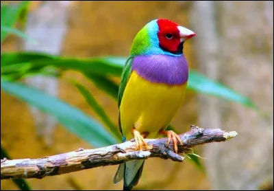 Il n'y a qu'un seul oiseau qui puisse voler en reculant, lequel ?