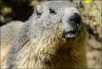 Qui, en général, utilisaient cet animal ?