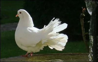 Quel nom donnent les tonneliers à la très grosse varlope retournée montée sur pieds ?