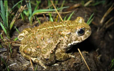 Quel est cet outil dont se sert le carrier ?