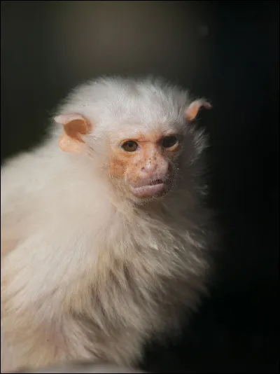 Et qui peut se servir de cet animal ?