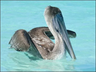 Celui qui se servait de cet animal était, paraît-il menteur. C'était un...