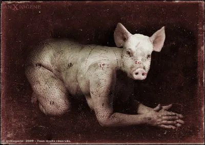 Pauvres compagnons d'Ulysse transform&eacute;s par une terrible magicienne. Qui est-elle ?