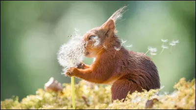 Quel animal aimerais-tu avoir avec lui ?