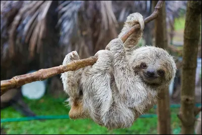 En voilà un sacré branleur ! Comme son nom l'indique, le paresseux vit au ralenti. Il est toujours suspendu à l'envers dans un arbre et se déplace lentement. Où les paresseux vivent-ils hors captivité ?
