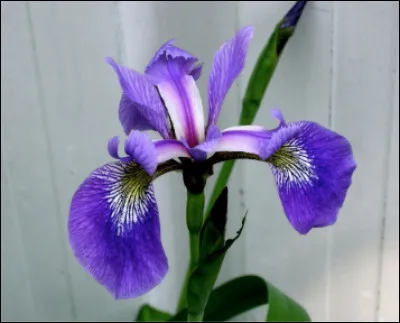 Quelle est cette plante vivace à rhizome ou à bulbe très odorante ?