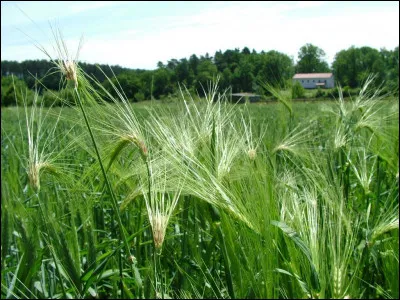 Pourquoi l'équipe de l'Archéoparc de Malagne (Rochefort) expérimente-t-elle la fabrication de la bière gallo-romaine en automne ou en hiver ?