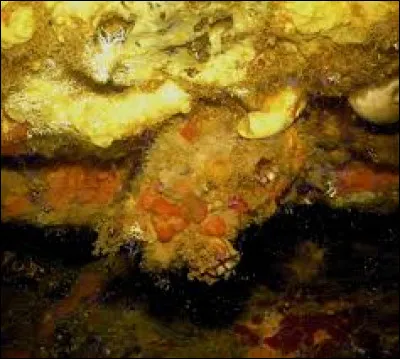 Voici les figues de :