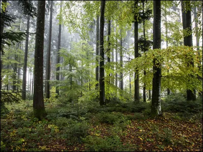 Tu es perdu dans une forêt. Que fais-tu ?