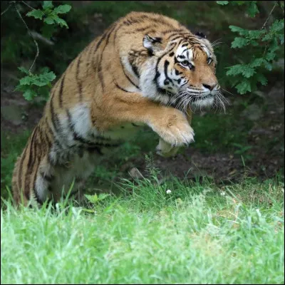 Imagine qu'un tigre te poursuit car il a cru que tu voulais faire du mal à ses petits. Que fais-tu ?