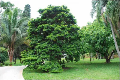 Par contre, l'archet, lui, est fabriqué principalement dans un bois particulier : lequel ?