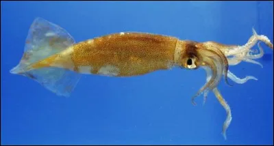 Mais non je ne veux pas vous faire avaler des couleuvres, je vous assure que certains calmars peuvent voler !