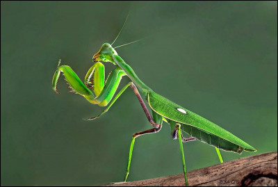 Si je vous dis que cet insecte peut voler, que me répondez-vous ?