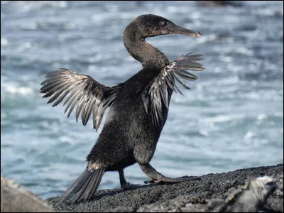 C'est le cormoran des Galapagos, et bien entendu, comme tous les cormorans, il peut voler !