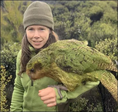 Cet oiseau est un perroquet, le kakapo de Nouvelle-Zélande, il a un problème, il ne peut pas voler !