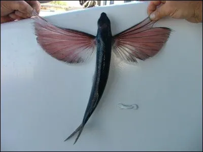 Il existe des poissons volants !