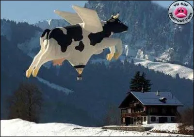 Plus extraordinaire encore, ce bovidé sauvage aperçu pour la première fois en 2019, au dessus de la forêt suisse !