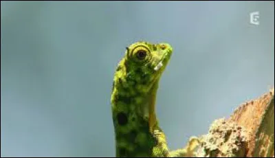 Bon, on va très vite passer à autre chose, car il est bien évident qu'un lézard ne peut pas voler !