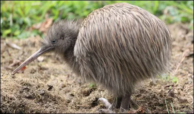 Là par contre, pas de surprise, c'est un oiseau, donc il peut voler !