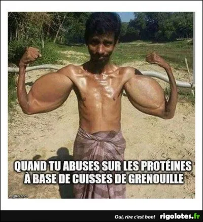 Genre de plante, dont une des espèces, cultivée, est le sarrasin ou blé noir !