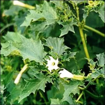 Quelle plante ornementale peut entraîner un délire hallucinatoire, voire la mort, quand elle est ingérée ?