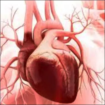 Quel terme désigne le tissu musculaire du cur ?