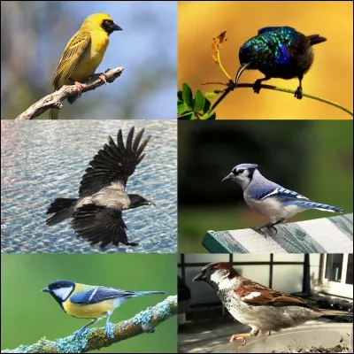 Quel passereau possède des espèces charbonnière et bleue ?