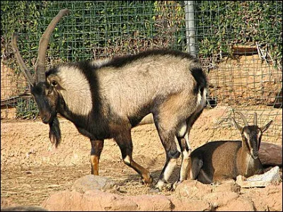 La chèvre sauvage crétoise vit principalement dans les montagnes. Quel est le nom de cette race de chèvres ?