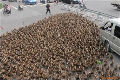Un animal est venu embêter ce berger, qui conduit ses oies à l'enclos. De quel animal s'agit-il ?