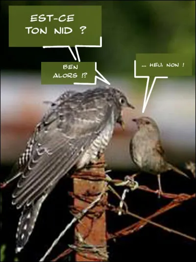 Ici, tout est dans le dialogue des coucous !