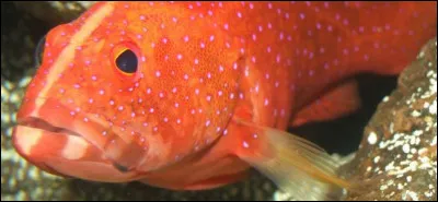 Spécial dyslexiques > Si vous avez le nom de ce moisson, c'est mresque bon...